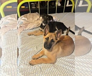 German Shepherd Dog Litter for sale in JAY, OK, USA