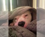 Small #11 Bullypit