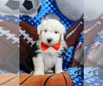 Small Photo #1 Old English Sheepdog Puppy For Sale in CHRISTIANA, PA, USA