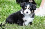 Small Photo #6 Miniature Australian Shepherd Puppy For Sale in OAKLEY, KS, USA