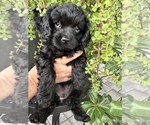Small Photo #5 Cavapoo Puppy For Sale in PEORIA, AZ, USA
