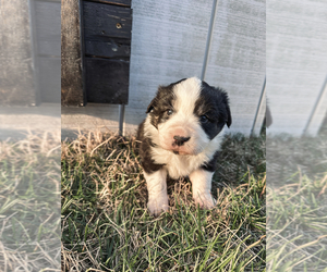 Cavachon Puppy for sale in FREETOWN, IN, USA