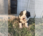Small Photo #1 Australian Shepherd Puppy For Sale in FREETOWN, IN, USA