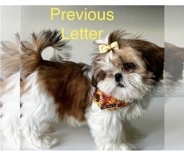 Medium Photo #15 Shih Tzu Puppy For Sale in DOWNEY, CA, USA