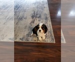 Puppy Shelby Cavalier King Charles Spaniel