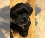 Small Photo #4 YorkiePoo Puppy For Sale in NEW BRITAIN, CT, USA