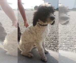 Poodle (Miniature) Puppy for sale in SHIPSHEWANA, IN, USA