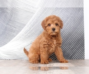 Cavapoo Puppy for sale in WESTPOINT, IN, USA