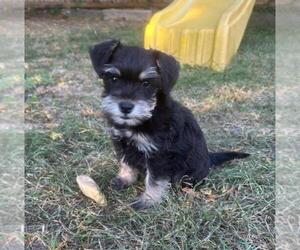 Schnauzer (Miniature) Puppy for Sale in NEW HOLLAND, Pennsylvania USA