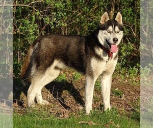 Father of the Siberian Husky puppies born on 12/08/2021