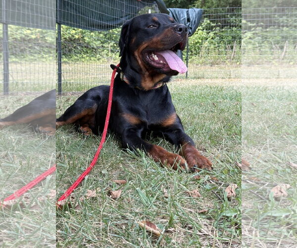 Medium Photo #6 Rottweiler Puppy For Sale in Mooresville, NC, USA