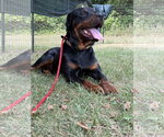 Small #5 Rottweiler