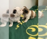Small Photo #36 Shih Tzu Puppy For Sale in VENETA, OR, USA