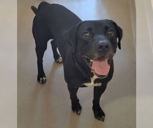 Labrador Retriever-Unknown Mix Dogs for adoption in Millersville, MD, USA