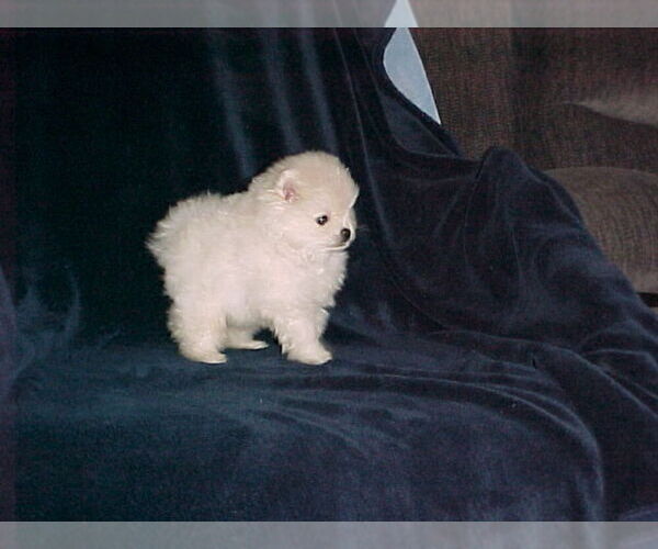 Medium Photo #4 Pomeranian Puppy For Sale in APPLE VALLEY, CA, USA