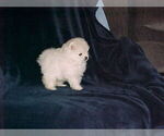 Small Photo #4 Pomeranian Puppy For Sale in APPLE VALLEY, CA, USA