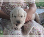 Small #3 English Cream Golden Retriever