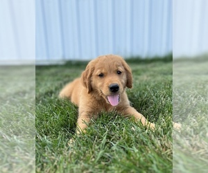 Golden Retriever Puppy for sale in INWOOD, IA, USA