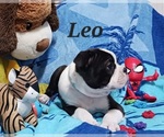 Image preview for Ad Listing. Nickname: Leo