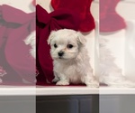 Small Photo #64 Maltese Puppy For Sale in GOSHEN, IN, USA