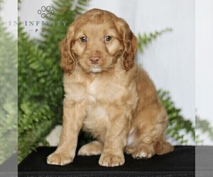 Cock-A-Poo Puppy for sale in CHRISTIANA, PA, USA