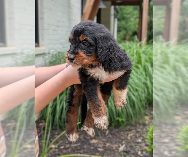 Medium Photo #2 Golden Mountain Doodle  Puppy For Sale in BROKEN ARROW, OK, USA