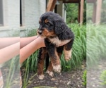 Small Photo #48 Golden Mountain Doodle  Puppy For Sale in BROKEN ARROW, OK, USA