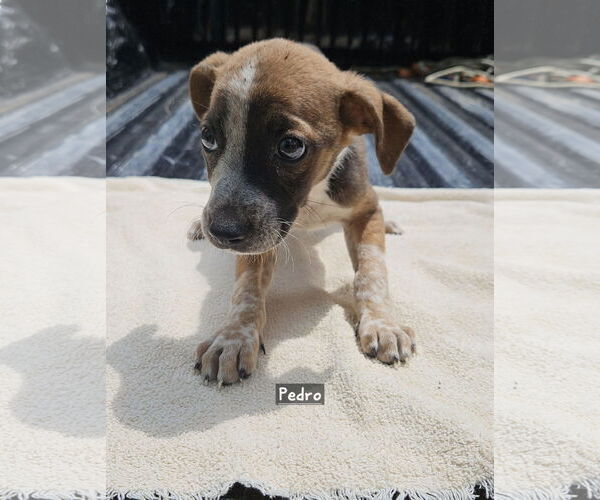 Medium Photo #2 Black Mouth Cur-Unknown Mix Puppy For Sale in Corinth, MS, USA
