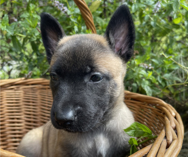 Medium Photo #8 Belgian Malinois Puppy For Sale in S CHARLESTON, WV, USA