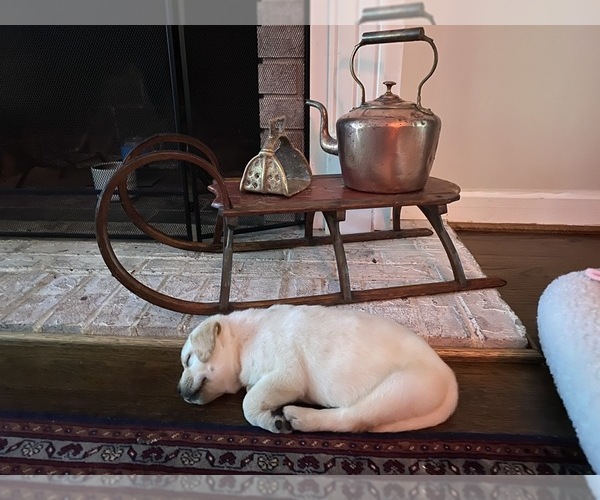 Medium Photo #9 Labrador Retriever Puppy For Sale in SOUTHMONT, NC, USA