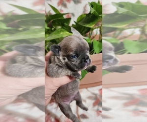 French Bulldog Puppy for Sale in ANNAPOLIS, Maryland USA