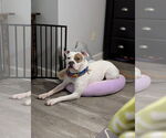 Small #3 American Pit Bull Terrier-Bulldog Mix