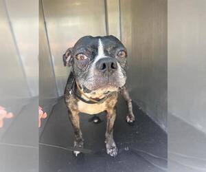 Boston Terrier-Unknown Mix Dogs for adoption in San Antonio, TX, USA