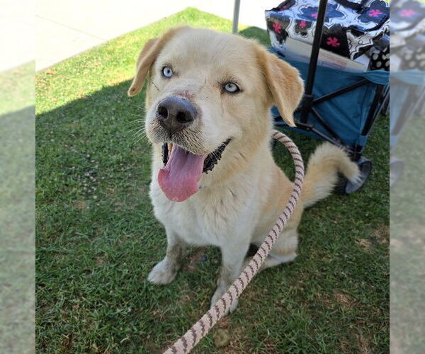 Medium Photo #1 Labrador Retriever-Unknown Mix Puppy For Sale in Long Beach, CA, USA