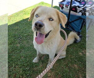 Labrador Retriever-Unknown Mix Dogs for adoption in Long Beach, CA, USA