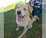Small Labrador Retriever Mix