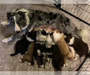 Mother of the Border Collie puppies born on 08/12/2023