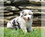 Small #1 Australian Shepherd