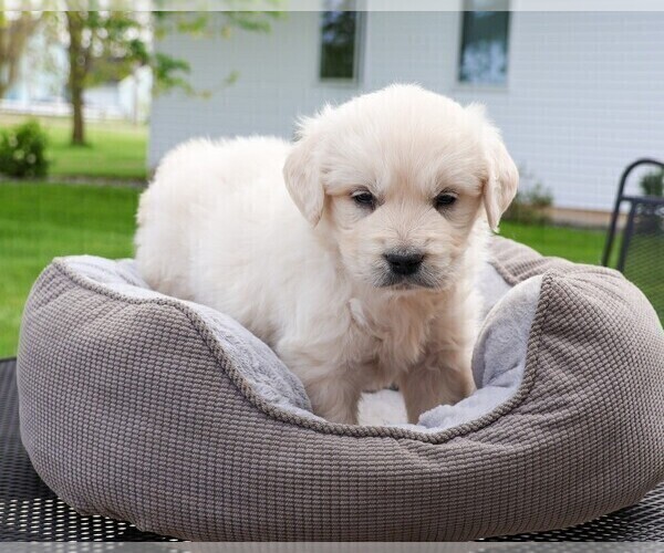 Medium Photo #8 Golden Retriever Puppy For Sale in SYRACUSE, IN, USA