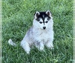 Small Photo #7 Alaskan Klee Kai Puppy For Sale in MOUNTAIN HOME, ID, USA