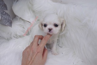 Peke-A-Poo Puppy for sale in LAS VEGAS, NV, USA