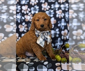 Goldendoodle (Miniature) Puppy for sale in OXFORD, PA, USA