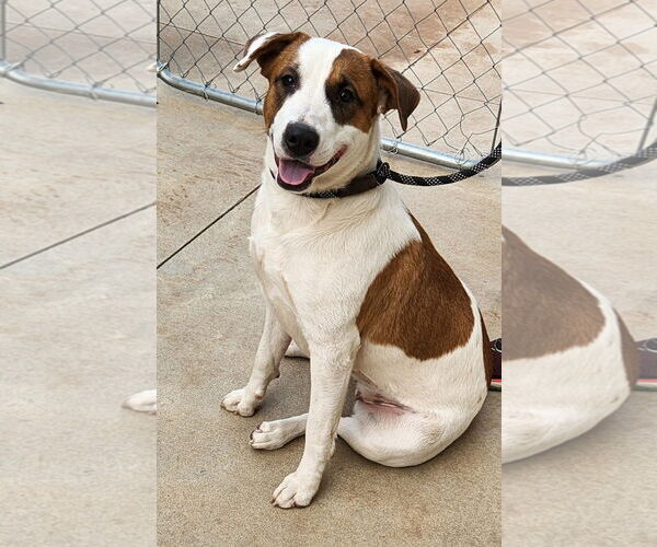 Medium Photo #6 American Pit Bull Terrier-American Staffordshire Terrier Mix Puppy For Sale in Clinton, OK, USA