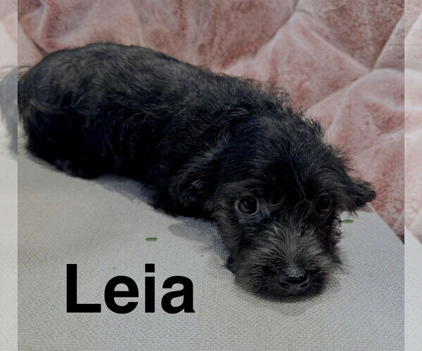 Medium Photo #1 Havanese-Unknown Mix Puppy For Sale in Newport Beach, CA, USA