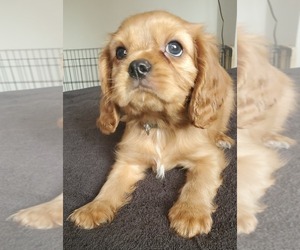 Cavalier King Charles Spaniel Puppy for sale in SAN DIEGO, CA, USA