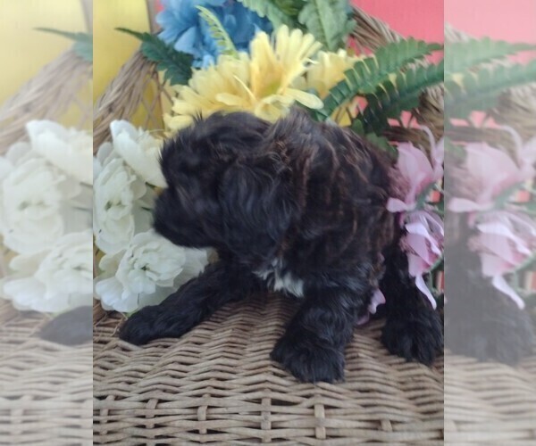Medium Photo #2 Goldendoodle (Miniature) Puppy For Sale in KNOX, PA, USA