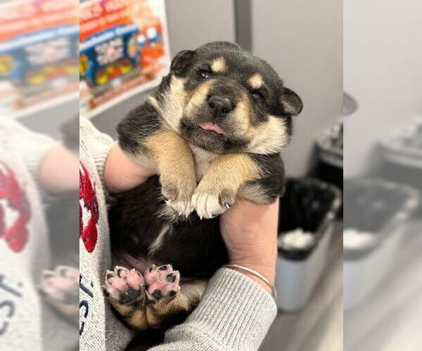 Medium Photo #6 Mutt Puppy For Sale in Pacifica, CA, USA