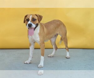 Boxer-Unknown Mix Dogs for adoption in Pasadena, CA, USA