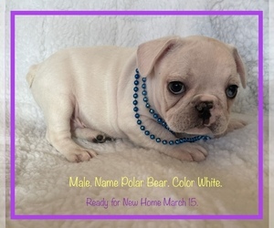 Zuchon Puppy for sale in FORT PLAIN, NY, USA