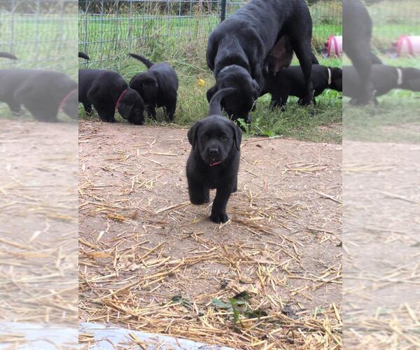 Medium Photo #7 Labrador Retriever Puppy For Sale in EDINBURG, VA, USA